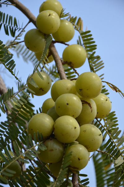 The flowers of this sacred tree are offered in place of blood in sacrifice rituals. Dry stem is used to create sacred fire during poojas. Palash flowers are used as a brain stimulant and used in treating enlarged spleen and menstrual disorders. It possesses anti-leprotic, antimicrobial, antiulcer, anti-asthmatic and blood purifying properties. The roots are used to treat snake bites and causes partial sterility in women. Water of soaked flowers is used to bathe to treat skin disorders. Sore throat can be treated using mouthwash prepared by boiling leaves in water. Intake of resin powder with milk can give relief to joint pain. Bad breath can be treated by brushing with Palash twigs.