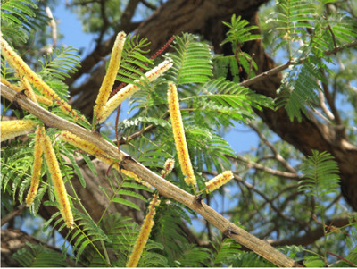 Khair is a deciduous tree grown in dry regions as a fire break. The gum of this tree is used to adulterant. Black dye extracted from leaves and reddish brown dye from stem is used as natural colouring agents. The heartwood is used in furniture making. It is used to treat painful throat and cough, skin irritations. It has astringent property and is used for proper digestion. Kattha used in paan, is prepared by boiling and processing the heartwood of khair tree. Kattha cures mouth ulcers, boils and skin eruption when applied on the affected area. Bark decoction of this mixed with milk relieves from cold and cough. The mixture of khair powder and cinnamon powder helps to cure diarrhoea.