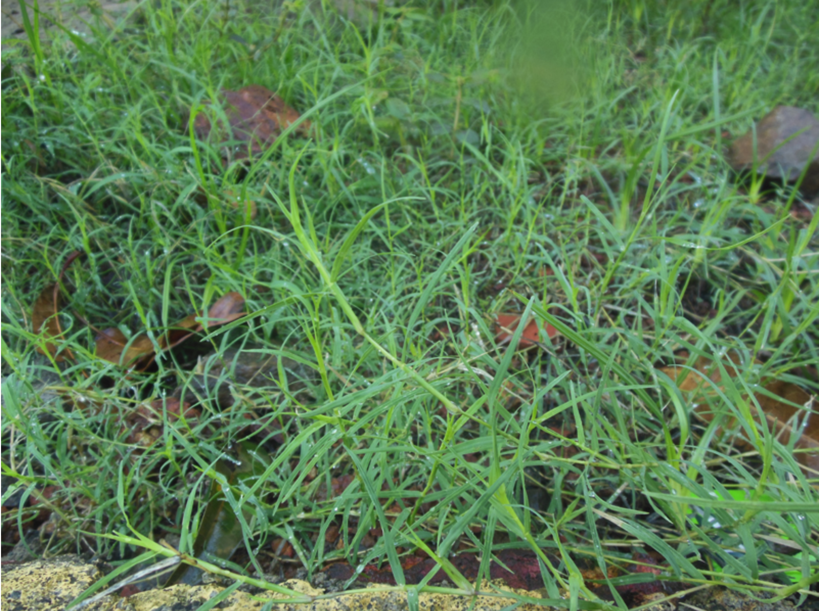 Durva is the representative plant of rahu. It is a common weed found all over the country. This medicinal grass is cardio protective, hepato protective and anti depressant. It is rich in antioxidants. It is a well known antidiabetic agent. Heavy bleeding and other menstrual problems were treated by this grass. It is used as an appetizer, antipyretic agent and used in treating fever, cough and cold. It can be used in as an anti-inflammatory, antiemetic, antidiabetic, diuretic and blood-purifying agent