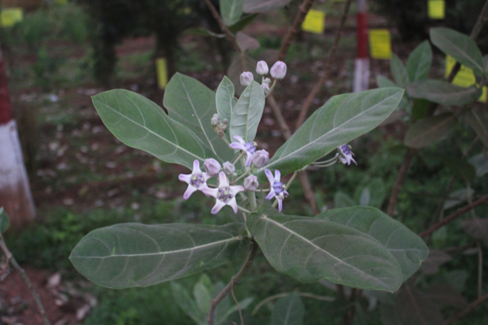 This is a common shrub found everywhere in tropical India. Its flowers and leaves are used for worship in temples. The parts used for medicinal purpose are leaves, flowers, dried roots and root bark. The latex of this plant has very high medicinal values. It possesses hypertensive, antifungal, antipyretic and analgesic activities. The dried leaves of madar have aphrodisiac and purgative properties and tender leaves are used to treat migraine . Warm leaves can be tied to legs to cure rheumatism. The mixture of latex and turmeric can help to get rid of skin blemishes and boils. Ear drops prepared by heating ghee in fresh leaves can cure ear infection. Flowers are used to treat cough, asthma, indigestion and cholera. The dried latex and dried roots are used as antidote for snake bite and abortifacient. Topical application of latex can cure skin diseases and heal wounds.